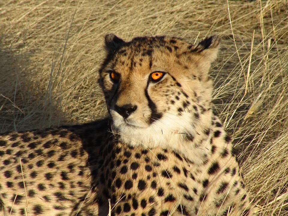namibie