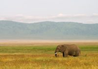 tanzanie
