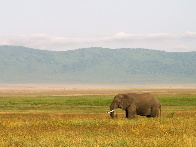 Les safaris proposés lors d’un circuit à la carte en Tanzanie