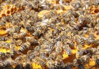A la découverte des abeilles : un système matriarcat