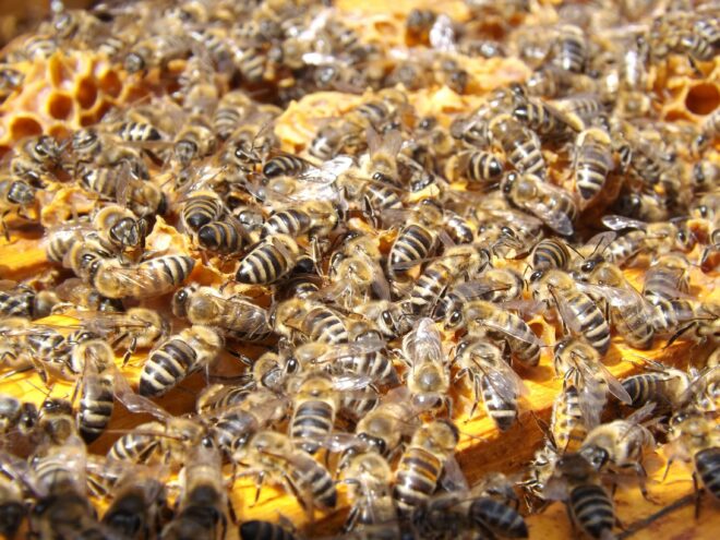 A la découverte des abeilles : un système matriarcat
