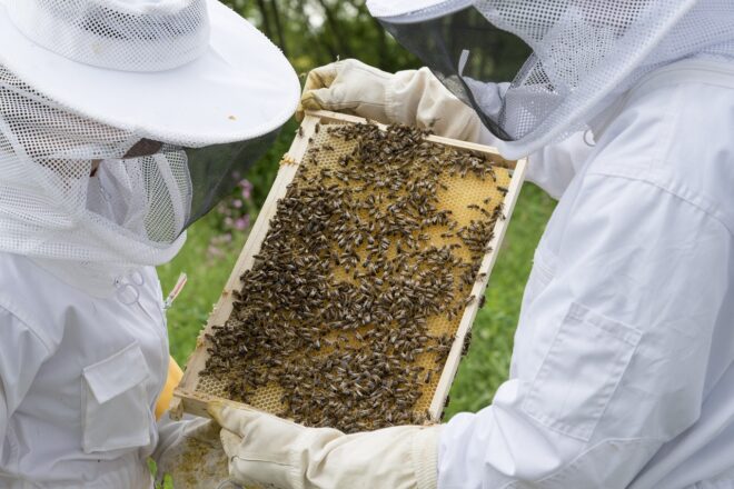 Les conseils avant d'installer une ruche dans votre entreprise